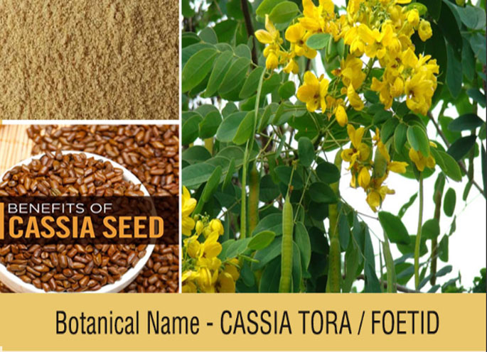 Cassia