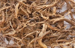 Coleus Root
