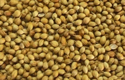 Coriander Seed