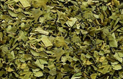 Gymnema_leaves